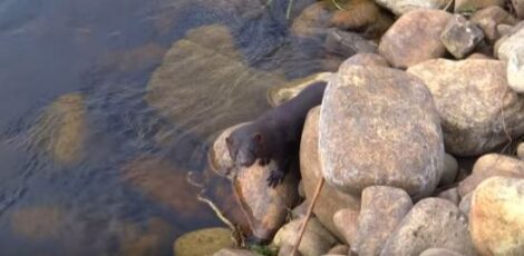 An American Mink in your Pond Image